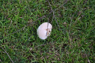 Tütsülenmiş mantar. Olgun ya da temas halinde patlayan bir topun etrafındaki bölgeye toz benzeri bir spor bulutu saldığı bir tür tatminsiz durumdur. yenilebilir değil.