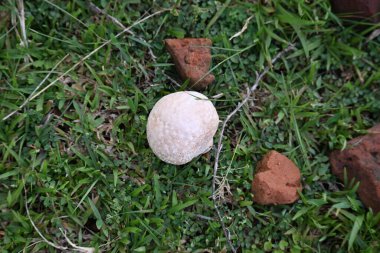 Tütsülenmiş mantar. Olgun ya da temas halinde patlayan bir topun etrafındaki bölgeye toz benzeri bir spor bulutu saldığı bir tür tatminsiz durumdur. yenilebilir değil.