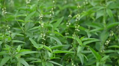 Croton bonplandianus çiçeği. Geleneksel tıpta çeşitli hastalıkları tedavi etmek için kullanılan uzun ömürlü bir bitkidir..