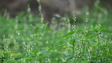 Croton bonplandianus çiçeği. Geleneksel tıpta çeşitli hastalıkları tedavi etmek için kullanılan uzun ömürlü bir bitkidir..