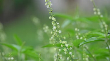 Croton bonplandianus çiçeği. Geleneksel tıpta çeşitli hastalıkları tedavi etmek için kullanılan uzun ömürlü bir bitkidir..