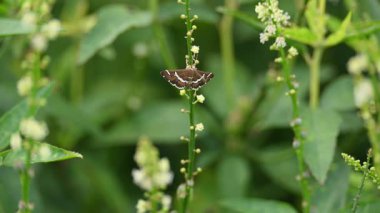Spoladea yinelemesi. Yaygın adı pancar ağ kurdu güvesi ve Hawaii pancarı ağ kurdu güvesi. Bu, Crambidae familyasından bir güve türü. Dünya çapında, ama daha çok tropik bölgelerde bulunur..