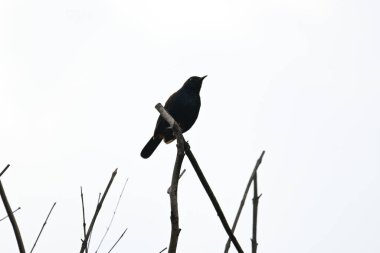 Hint bülbülü ya da Copsychus fulicatus kuşu. Muscicapidae familyasından bir kuş türü. Hindistan 'ın alt kıtasında yaygındır ve Bangladeş, Butan, Hindistan ve Nepal' de yaygındır..