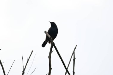 Hint bülbülü ya da Copsychus fulicatus kuşu. Muscicapidae familyasından bir kuş türü. Hindistan 'ın alt kıtasında yaygındır ve Bangladeş, Butan, Hindistan ve Nepal' de yaygındır..