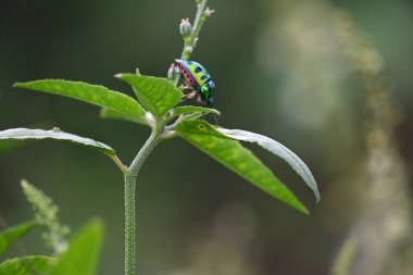 Mücevher böcekleri. Diğer adı metalik kalkan böcekleri ve Asyalı mavi mücevher böceği. Bu Scutelleridaeis 'in gerçek böceklerden biri. Bilinen parlak renklendirmesi. Bitkide parlak böcekler. 