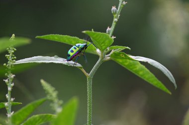 Mücevher böcekleri. Diğer adı metalik kalkan böcekleri ve Asyalı mavi mücevher böceği. Bu Scutelleridaeis 'in gerçek böceklerden biri. Bilinen parlak renklendirmesi. Bitkide parlak böcekler. 