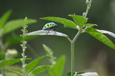 Mücevher böcekleri. Diğer adı metalik kalkan böcekleri ve Asyalı mavi mücevher böceği. Bu Scutelleridaeis 'in gerçek böceklerden biri. Bilinen parlak renklendirmesi. Bitkide parlak böcekler. 