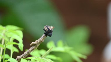 Kriptorhynchus lapathi. Avrupa 'ya özgü bir buğday biti türüdür. Yaygın adı ve söğüt sıkacağı, buğday bitleri ve bitleri..