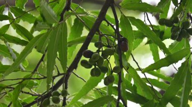 Polyalthia longifolia meyveleri ağaçta. Ağacın diğer adı Ashoka, glodokan, glodogan tiang, False Ashok Tree. Bu ağaçların kabuğu birçok Ayurvedic ilaç yapımında kullanılır..