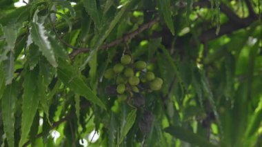 Polyalthia longifolia meyveleri ağaçta. Ağacın diğer adı Ashoka, glodokan, glodogan tiang, False Ashok Tree. Bu ağaçların kabuğu birçok Ayurvedic ilaç yapımında kullanılır..