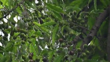 Polyalthia longifolia meyveleri ağaçta. Ağacın diğer adı Ashoka, glodokan, glodogan tiang, False Ashok Tree. Bu ağaçların kabuğu birçok Ayurvedic ilaç yapımında kullanılır..