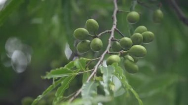 Polyalthia longifolia meyveleri ağaçta. Ağacın diğer adı Ashoka, glodokan, glodogan tiang, False Ashok Tree. Bu ağaçların kabuğu birçok Ayurvedic ilaç yapımında kullanılır..