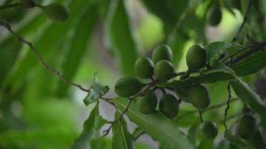 Polyalthia longifolia meyveleri ağaçta. Ağacın diğer adı Ashoka, glodokan, glodogan tiang, False Ashok Tree. Bu ağaçların kabuğu birçok Ayurvedic ilaç yapımında kullanılır..