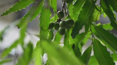 Polyalthia longifolia meyveleri ağaçta. Ağacın diğer adı Ashoka, glodokan, glodogan tiang, False Ashok Tree. Bu ağaçların kabuğu birçok Ayurvedic ilaç yapımında kullanılır..