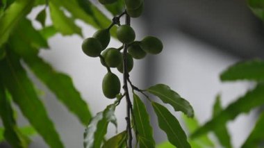 Polyalthia longifolia meyveleri ağaçta. Ağacın diğer adı Ashoka, glodokan, glodogan tiang, False Ashok Tree. Bu ağaçların kabuğu birçok Ayurvedic ilaç yapımında kullanılır..