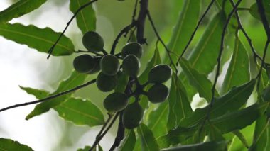 Polyalthia longifolia meyveleri ağaçta. Ağacın diğer adı Ashoka, glodokan, glodogan tiang, False Ashok Tree. Bu ağaçların kabuğu birçok Ayurvedic ilaç yapımında kullanılır..