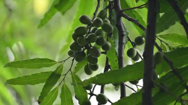 Polyalthia longifolia meyveleri ağaçta. Ağacın diğer adı Ashoka, glodokan, glodogan tiang, False Ashok Tree. Bu ağaçların kabuğu birçok Ayurvedic ilaç yapımında kullanılır..