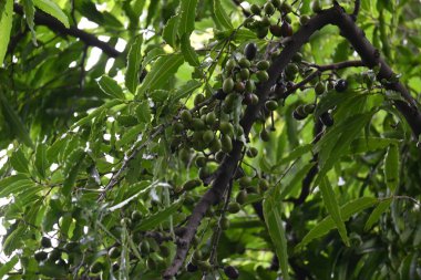 Polyalthia longifolia meyveleri ağaçta. Ağacın diğer adı Ashoka, glodokan, glodogan tiang, False Ashok Tree. Bu ağaçların kabuğu birçok Ayurvedic ilaç yapımında kullanılır..
