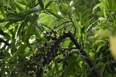 Polyalthia longifolia meyveleri ağaçta. Ağacın diğer adı Ashoka, glodokan, glodogan tiang, False Ashok Tree. Bu ağaçların kabuğu birçok Ayurvedic ilaç yapımında kullanılır..