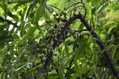 Polyalthia longifolia meyveleri ağaçta. Ağacın diğer adı Ashoka, glodokan, glodogan tiang, False Ashok Tree. Bu ağaçların kabuğu birçok Ayurvedic ilaç yapımında kullanılır..