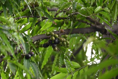 Polyalthia longifolia meyveleri ağaçta. Ağacın diğer adı Ashoka, glodokan, glodogan tiang, False Ashok Tree. Bu ağaçların kabuğu birçok Ayurvedic ilaç yapımında kullanılır..