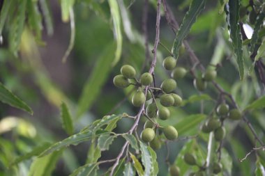 Polyalthia longifolia meyveleri ağaçta. Ağacın diğer adı Ashoka, glodokan, glodogan tiang, False Ashok Tree. Bu ağaçların kabuğu birçok Ayurvedic ilaç yapımında kullanılır..