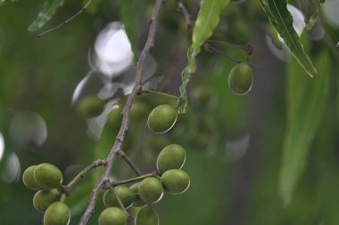Polyalthia longifolia meyveleri ağaçta. Ağacın diğer adı Ashoka, glodokan, glodogan tiang, False Ashok Tree. Bu ağaçların kabuğu birçok Ayurvedic ilaç yapımında kullanılır..