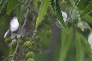 Polyalthia longifolia meyveleri ağaçta. Ağacın diğer adı Ashoka, glodokan, glodogan tiang, False Ashok Tree. Bu ağaçların kabuğu birçok Ayurvedic ilaç yapımında kullanılır..