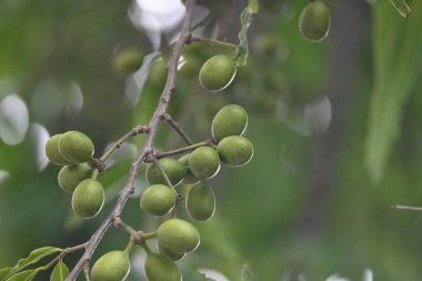 Polyalthia longifolia meyveleri ağaçta. Ağacın diğer adı Ashoka, glodokan, glodogan tiang, False Ashok Tree. Bu ağaçların kabuğu birçok Ayurvedic ilaç yapımında kullanılır..