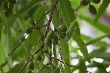 Polyalthia longifolia meyveleri ağaçta. Ağacın diğer adı Ashoka, glodokan, glodogan tiang, False Ashok Tree. Bu ağaçların kabuğu birçok Ayurvedic ilaç yapımında kullanılır..