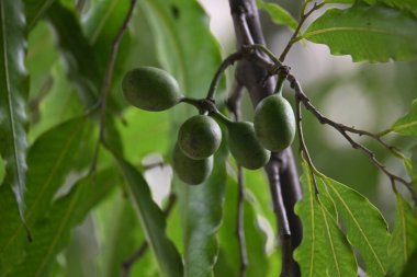 Polyalthia longifolia meyveleri ağaçta. Ağacın diğer adı Ashoka, glodokan, glodogan tiang, False Ashok Tree. Bu ağaçların kabuğu birçok Ayurvedic ilaç yapımında kullanılır..