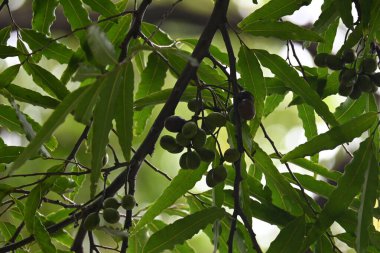 Polyalthia longifolia meyveleri ağaçta. Ağacın diğer adı Ashoka, glodokan, glodogan tiang, False Ashok Tree. Bu ağaçların kabuğu birçok Ayurvedic ilaç yapımında kullanılır..