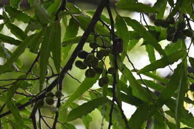Polyalthia longifolia meyveleri ağaçta. Ağacın diğer adı Ashoka, glodokan, glodogan tiang, False Ashok Tree. Bu ağaçların kabuğu birçok Ayurvedic ilaç yapımında kullanılır..