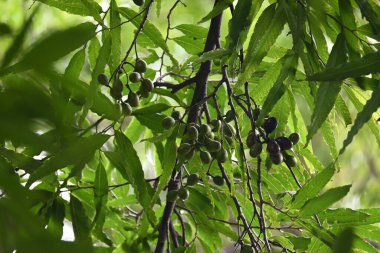 Polyalthia longifolia meyveleri ağaçta. Ağacın diğer adı Ashoka, glodokan, glodogan tiang, False Ashok Tree. Bu ağaçların kabuğu birçok Ayurvedic ilaç yapımında kullanılır..