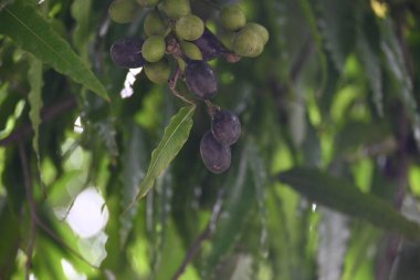 Polyalthia longifolia meyveleri ağaçta. Ağacın diğer adı Ashoka, glodokan, glodogan tiang, False Ashok Tree. Bu ağaçların kabuğu birçok Ayurvedic ilaç yapımında kullanılır..