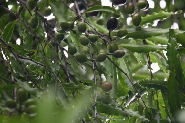 Polyalthia longifolia meyveleri ağaçta. Ağacın diğer adı Ashoka, glodokan, glodogan tiang, False Ashok Tree. Bu ağaçların kabuğu birçok Ayurvedic ilaç yapımında kullanılır..