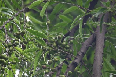 Polyalthia longifolia meyveleri ağaçta. Ağacın diğer adı Ashoka, glodokan, glodogan tiang, False Ashok Tree. Bu ağaçların kabuğu birçok Ayurvedic ilaç yapımında kullanılır..