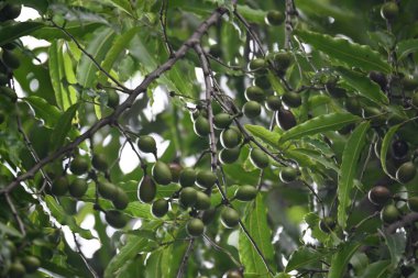Polyalthia longifolia meyveleri ağaçta. Ağacın diğer adı Ashoka, glodokan, glodogan tiang, False Ashok Tree. Bu ağaçların kabuğu birçok Ayurvedic ilaç yapımında kullanılır..