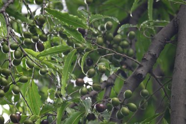 Polyalthia longifolia meyveleri ağaçta. Ağacın diğer adı Ashoka, glodokan, glodogan tiang, False Ashok Tree. Bu ağaçların kabuğu birçok Ayurvedic ilaç yapımında kullanılır..
