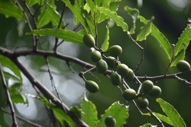 Polyalthia longifolia meyveleri ağaçta. Ağacın diğer adı Ashoka, glodokan, glodogan tiang, False Ashok Tree. Bu ağaçların kabuğu birçok Ayurvedic ilaç yapımında kullanılır..