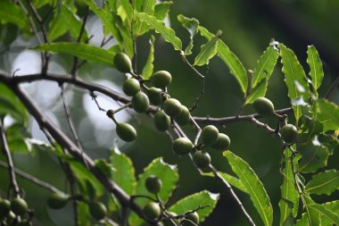 Polyalthia longifolia meyveleri ağaçta. Ağacın diğer adı Ashoka, glodokan, glodogan tiang, False Ashok Tree. Bu ağaçların kabuğu birçok Ayurvedic ilaç yapımında kullanılır..