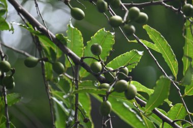 Polyalthia longifolia meyveleri ağaçta. Ağacın diğer adı Ashoka, glodokan, glodogan tiang, False Ashok Tree. Bu ağaçların kabuğu birçok Ayurvedic ilaç yapımında kullanılır..