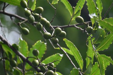 Polyalthia longifolia meyveleri ağaçta. Ağacın diğer adı Ashoka, glodokan, glodogan tiang, False Ashok Tree. Bu ağaçların kabuğu birçok Ayurvedic ilaç yapımında kullanılır..