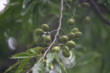 Polyalthia longifolia meyveleri ağaçta. Ağacın diğer adı Ashoka, glodokan, glodogan tiang, False Ashok Tree. Bu ağaçların kabuğu birçok Ayurvedic ilaç yapımında kullanılır..