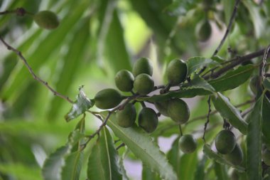 Polyalthia longifolia meyveleri ağaçta. Ağacın diğer adı Ashoka, glodokan, glodogan tiang, False Ashok Tree. Bu ağaçların kabuğu birçok Ayurvedic ilaç yapımında kullanılır..