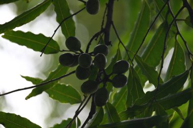 Polyalthia longifolia meyveleri ağaçta. Ağacın diğer adı Ashoka, glodokan, glodogan tiang, False Ashok Tree. Bu ağaçların kabuğu birçok Ayurvedic ilaç yapımında kullanılır..
