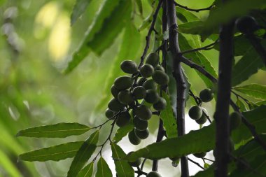 Polyalthia longifolia meyveleri ağaçta. Ağacın diğer adı Ashoka, glodokan, glodogan tiang, False Ashok Tree. Bu ağaçların kabuğu birçok Ayurvedic ilaç yapımında kullanılır..