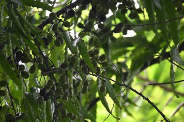 Polyalthia longifolia meyveleri ağaçta. Ağacın diğer adı Ashoka, glodokan, glodogan tiang, False Ashok Tree. Bu ağaçların kabuğu birçok Ayurvedic ilaç yapımında kullanılır..