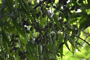 Polyalthia longifolia meyveleri ağaçta. Ağacın diğer adı Ashoka, glodokan, glodogan tiang, False Ashok Tree. Bu ağaçların kabuğu birçok Ayurvedic ilaç yapımında kullanılır..