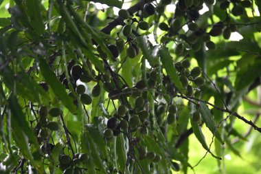 Polyalthia longifolia meyveleri ağaçta. Ağacın diğer adı Ashoka, glodokan, glodogan tiang, False Ashok Tree. Bu ağaçların kabuğu birçok Ayurvedic ilaç yapımında kullanılır..